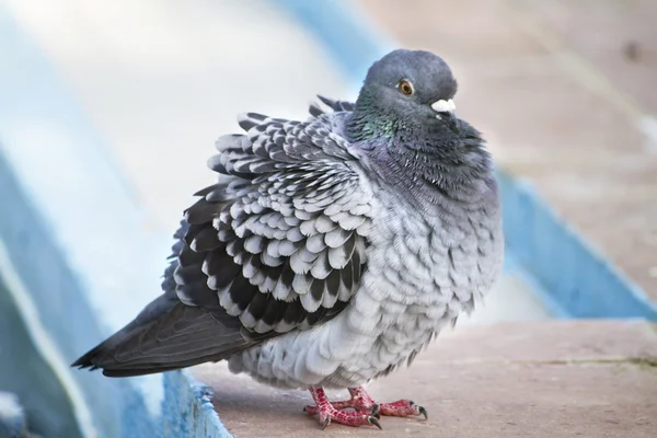 Soğuk ile güvercin — Stok fotoğraf