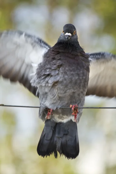 Kanat çırparak güvercin — Stok fotoğraf
