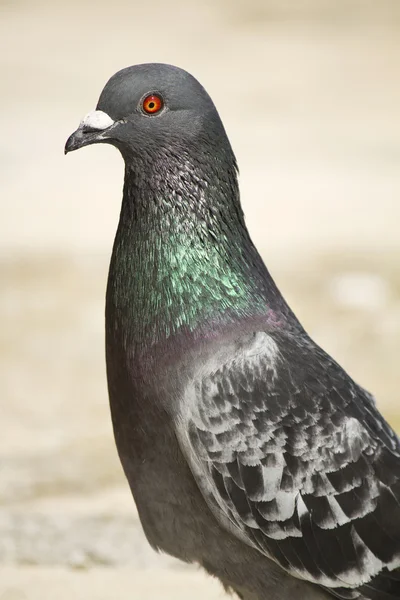 Pigeon regardant — Photo