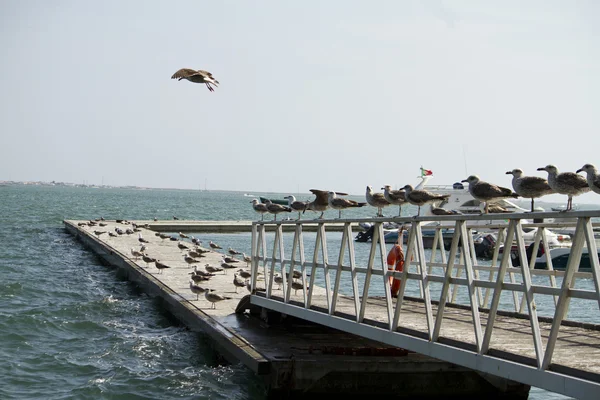 Group of seagulls on pier — Stock Photo, Image