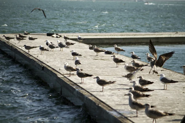 Group of seagulls on pier — Stock Photo, Image