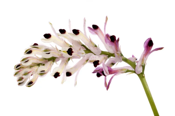 stock image Fumaria flower