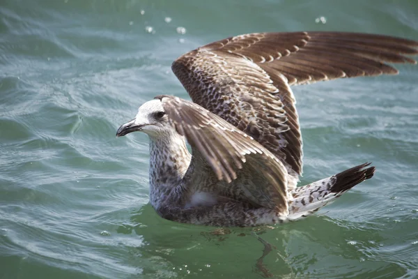 Seagull zwemmen — Stockfoto