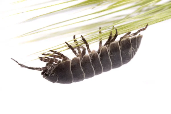 Woodlice bug — Stock Photo, Image