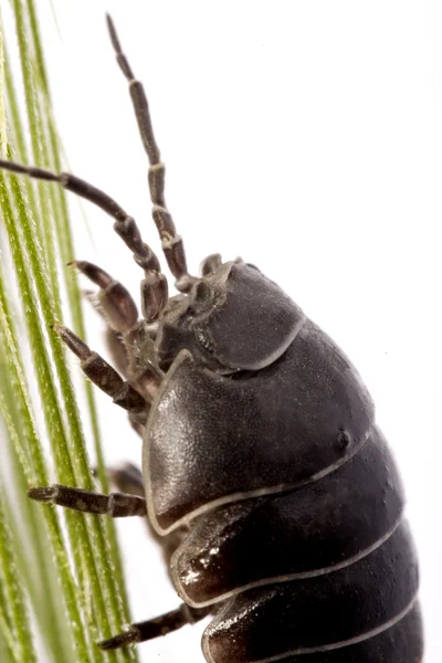 Woodlice bug — Stock Photo, Image