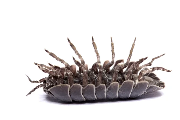 Bug de Woodlice — Fotografia de Stock