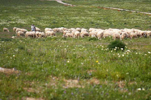 Пастух со стадом — стоковое фото