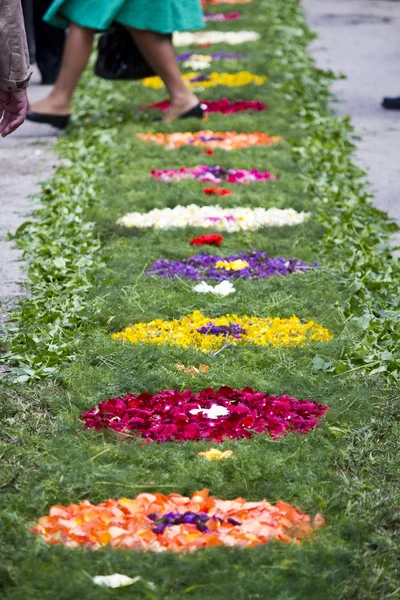 stock image Procession of torch flowers