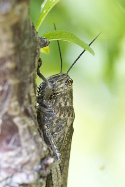 Egyptian locust — Stock Photo, Image