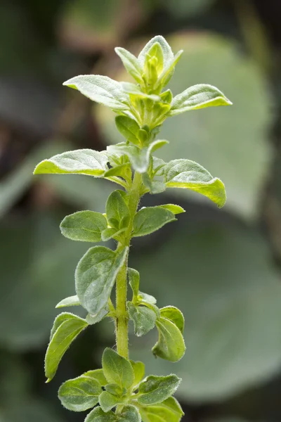 Orégano (Origanum vulgare) ) — Foto de Stock