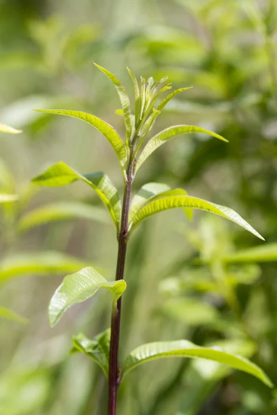 Verbena al limone — Foto Stock