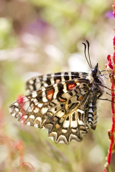 Ισπανικά ΓΙΡΛΑΝΤΑ πεταλούδα (Πολυξένης rumina) — Φωτογραφία Αρχείου