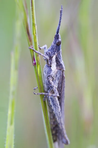 나뭇잎에 앉아 있는 메뚜기 — 스톡 사진