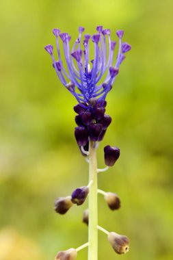 Üzüm sümbül (Muscari comosum Püskül)