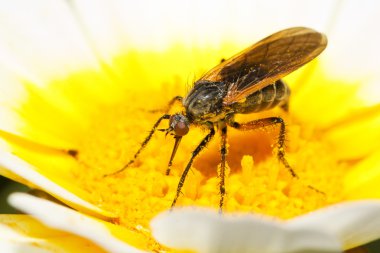 Balon sinek (Empis tessellata)