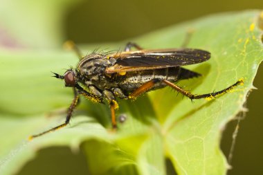 Balon sinek (Empis tessellata)