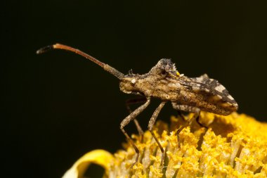 centrocoris variegatus böcek