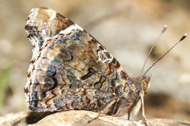 Boyalı Kadın (Vanessa Cardui)