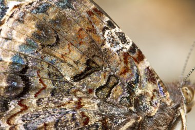 Boyalı Kadın (Vanessa Cardui)