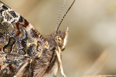 Boyalı Kadın (Vanessa Cardui)