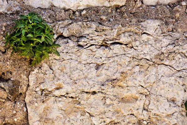Parede de pedra texturizada Worn — Fotografia de Stock