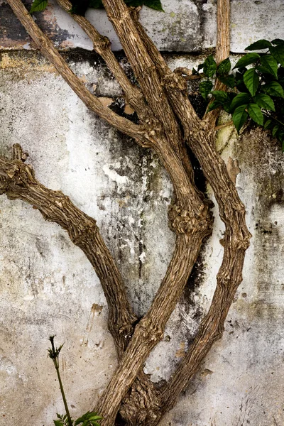 Pared de cemento con textura gastada con planta de orugas —  Fotos de Stock