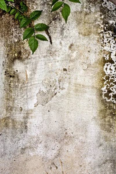 Worn textured cement wall with crawler plant — Stock Photo, Image
