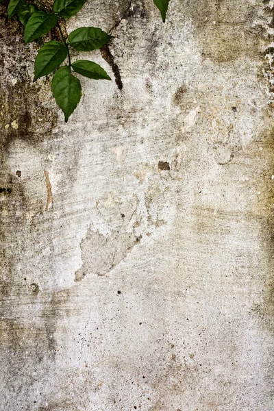 Nosí texturou cementu zeď crawler rostlinného — Stock fotografie