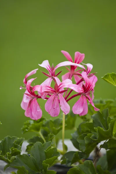 Pink Geranium — Stock Photo, Image