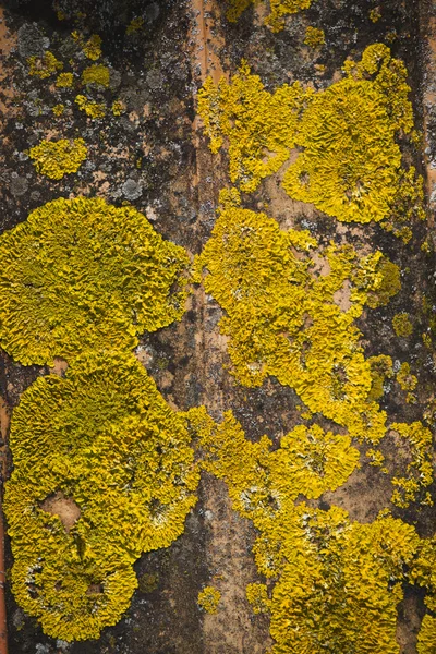 Lichen jaune — Photo