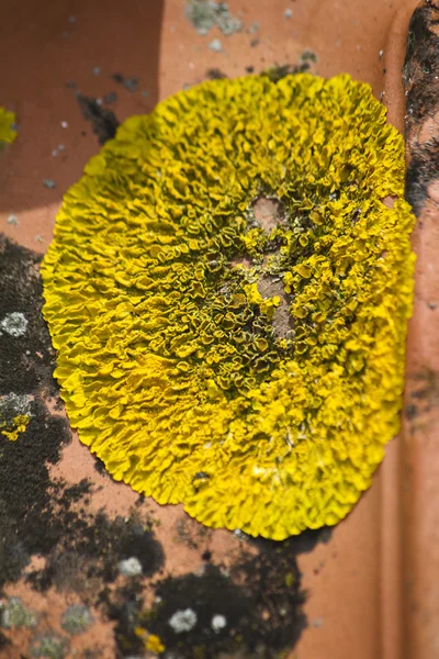 Lichene giallo — Foto Stock