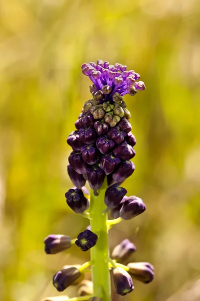 stock image Tassel Grape Hyacinth (Muscari Comosum)