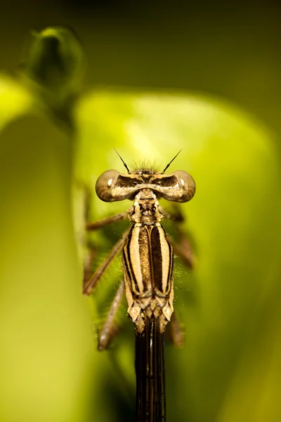 イトトンボの昆虫 — ストック写真
