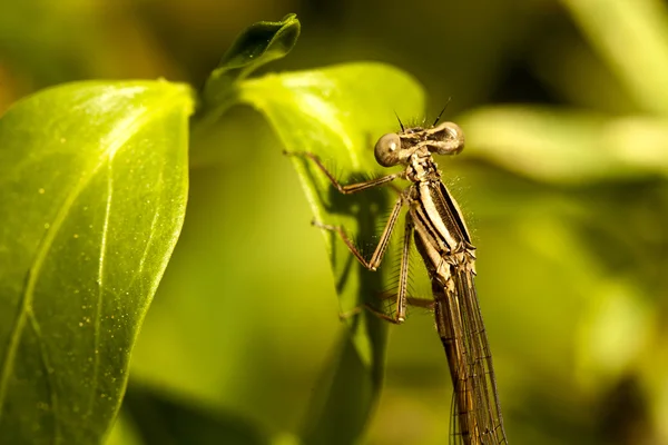 Insetto della libellula — Foto Stock