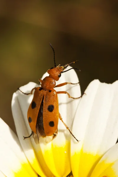 Escaravelho (Leptopalpus rostratus ) — Fotografia de Stock