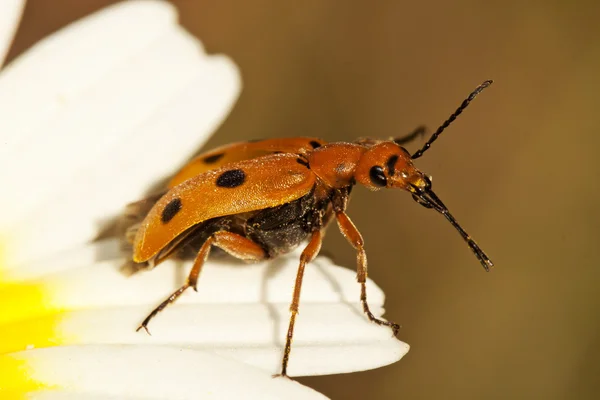 Beetle bug (Leptopalpus rostratus) — Stok fotoğraf