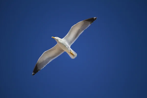 Полет чайки — стоковое фото