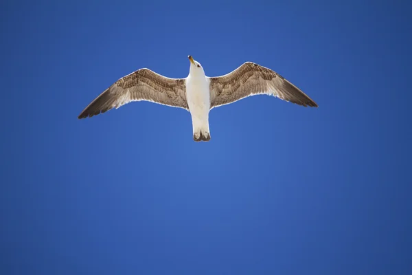 海鸥飞行 — 图库照片