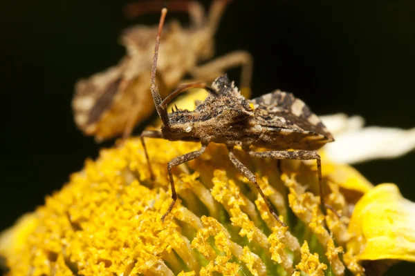 Centrocoris variegatus böcek — Stok fotoğraf