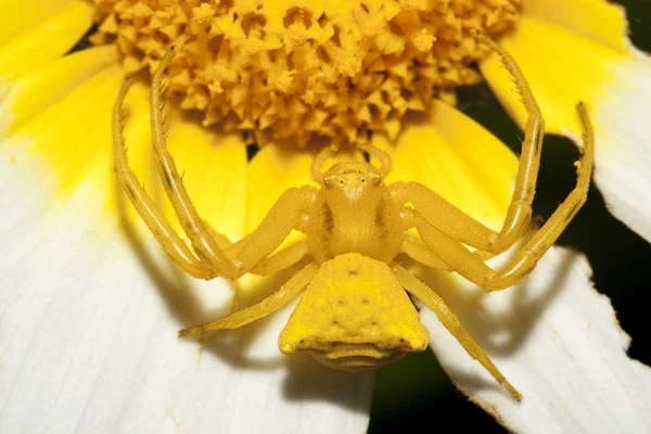 Yellow crab spider (Thomisus onustus) — Stock Photo, Image