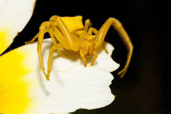 Aranha-caranguejo-amarela (Thomisus onustus ) — Fotografia de Stock