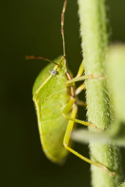 南の緑のカメムシ (ミナミアオカメムシ) — ストック写真