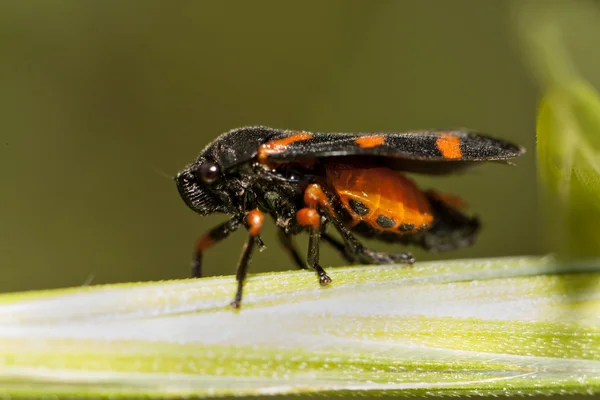 stock image Cosmoscarta thalia bug