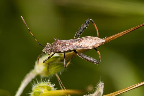 Escarabajo camptopus lateralis —  Fotos de Stock