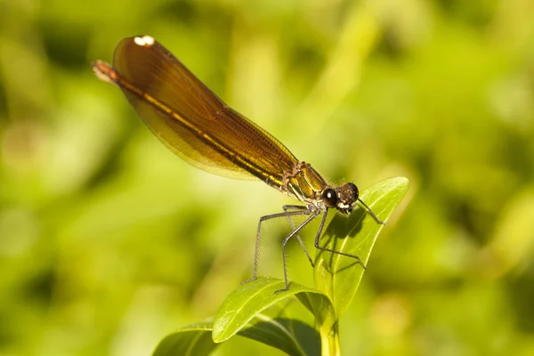 Kupfer-Demoiselle-Insekt — Stockfoto