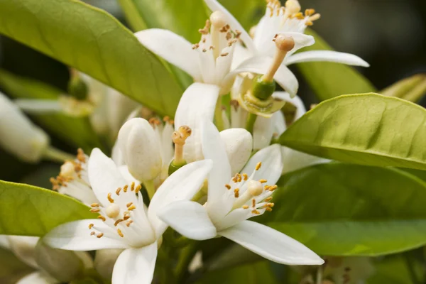 stock image Blooming flower from orange tree