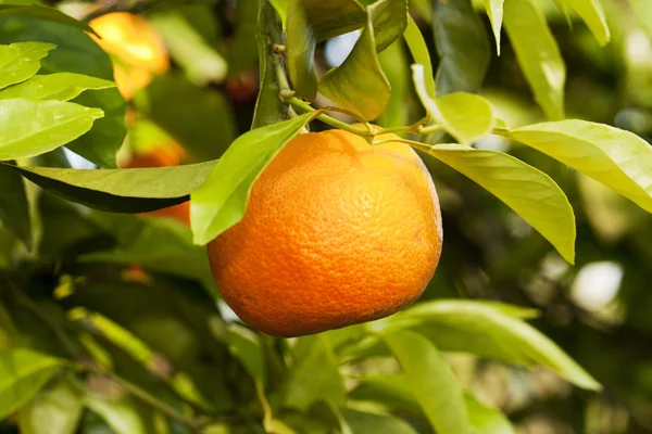 Πορτοκαλί που κρέμεται από ένα δέντρο — Φωτογραφία Αρχείου