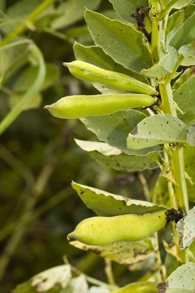 Fava fasulye bitki — Stok fotoğraf