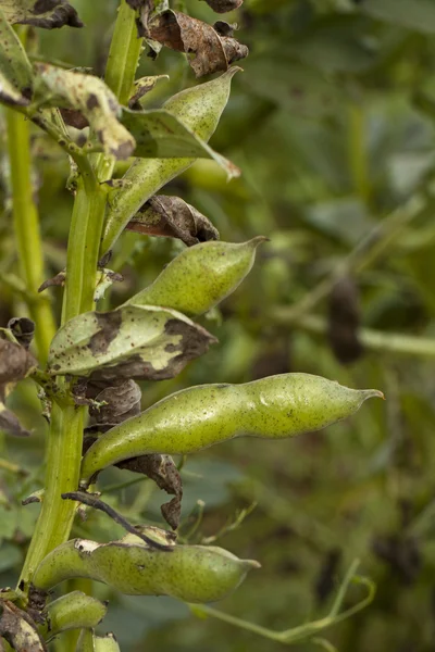 Fava fasulye bitki — Stok fotoğraf