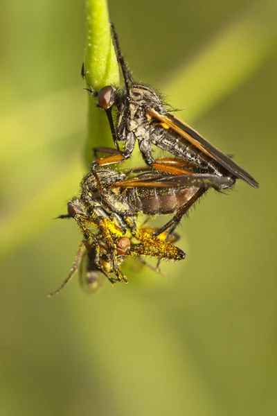 Ληστής μύγες — Φωτογραφία Αρχείου